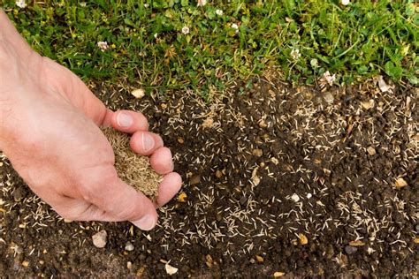 Seeding a lawn: when & how to sow grass seed - Plantura