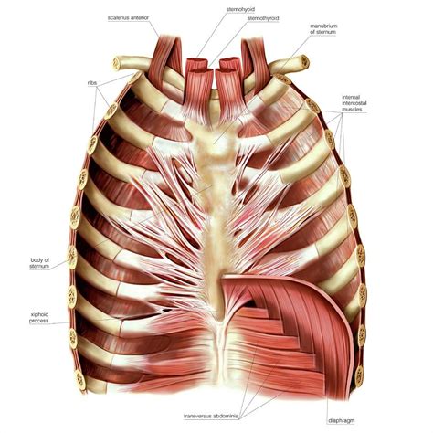 Anatomy Of Chest Wall Male Anterior Thoracic Wall Chest Muscles | The ...