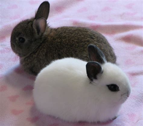 Pet Rabbit Breeds