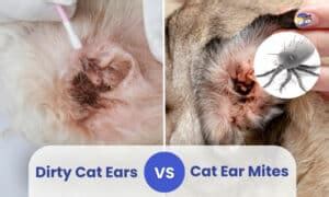 Dirty Cat Ears vs Ear Mites: Identifying Your Cat's Ear Issue