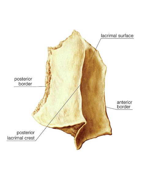 Lacrimal Bones