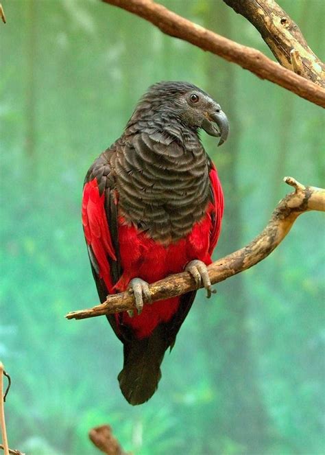 Meet The Famous 'Dracula Parrot' In All Its Glory