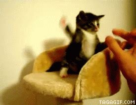 Cat Fighting GIF - Find & Share on GIPHY