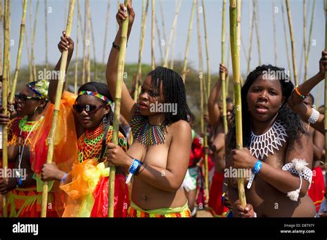 Zulu maidens deliver reed sticks to the King, Zulu Reed Dance at ...