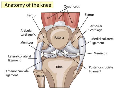 Knee Anatomy - Lyndon Bradley