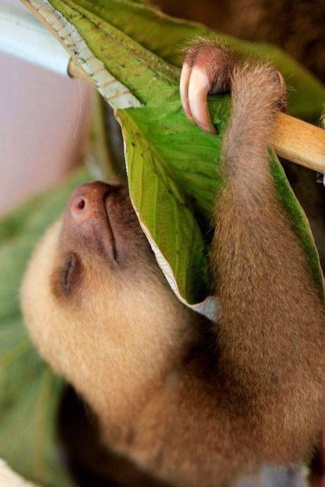 sleep-in Archives - Sloths.com.au