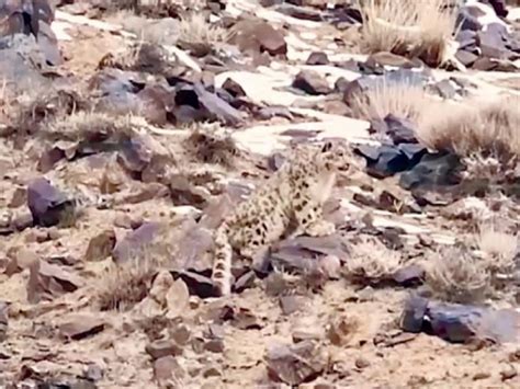 WWF releases rare video of snow leopard hunting ibex - The Current