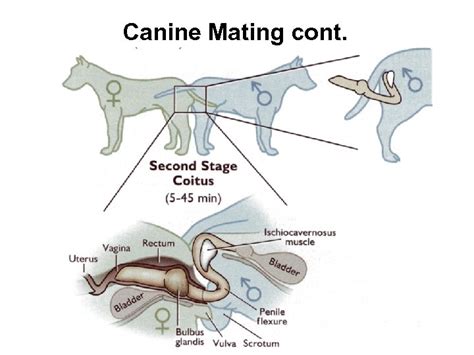 Reproduction in the Canine and Feline Animal Sciences