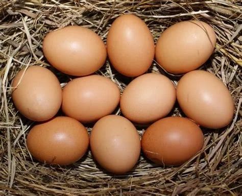 Brown Chicken Poultry Farm Eggs at Rs 5/piece in Pune | ID: 19320353991