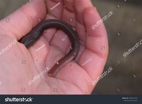 Earthworm Lumbricus Terrestris Held Hand Stock Photo 1905961369 | Shutterstock
