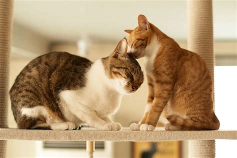 How to introduce two cats and manage to keep the peace at home - Care.com Resources