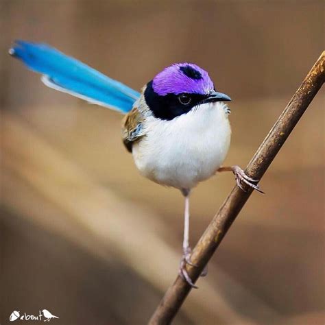 Purple-Crowned fairy-wren, Australia | Beautiful birds, Australian ...