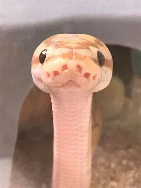 a close up of a snake with its tongue out