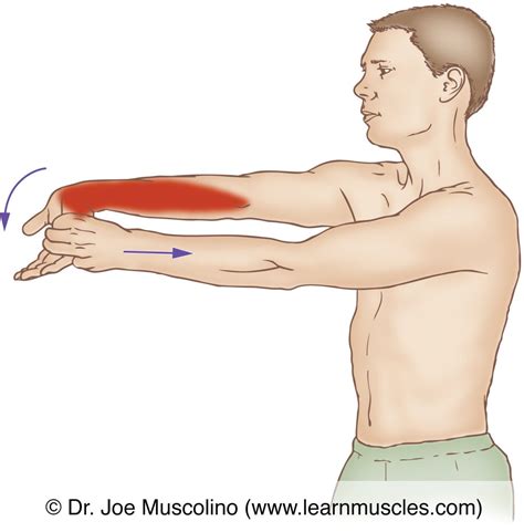 Flexor Carpi Ulnaris - Stretching - Learn Muscles