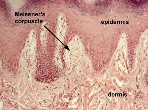 Pacinian Corpuscle Histology