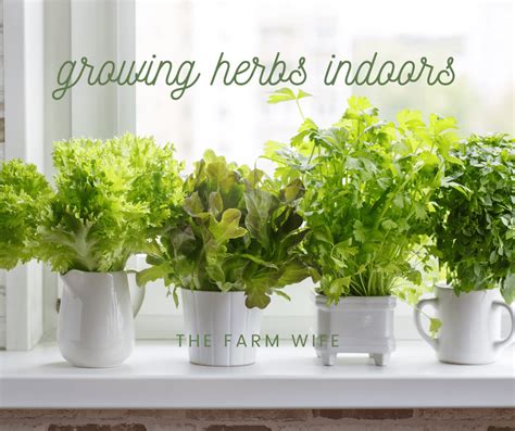 Growing Herbs Indoors - The Farm Wife