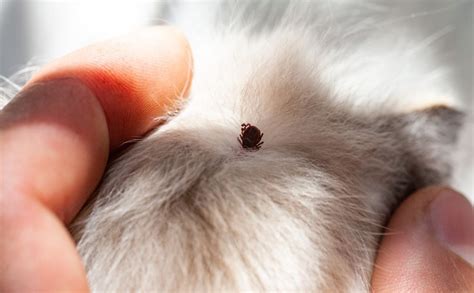 How To Safely Remove A Tick From A Dog (Video): With Vaseline, Tweezers ...