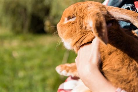 netherland dwarf rabbit for sale singapore - Lorina Byars