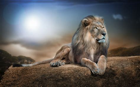 Lion Wallpapers - Top Free Lion Backgrounds - WallpaperAccess