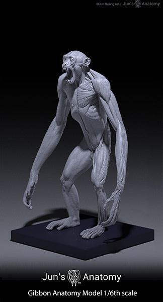 Gibbon Anatomy Model open-mouth "Roar" head – Jun's anatomy