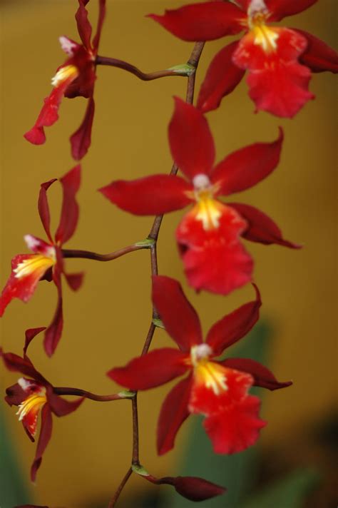 Odontoglossum (Orchidaceae) image 57885 at PhytoImages.siu.edu