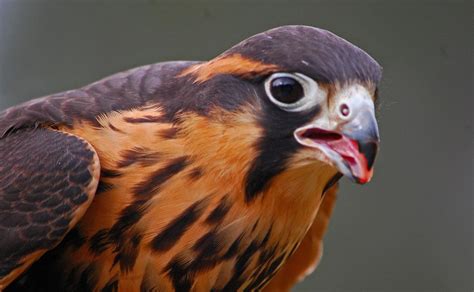 aplomado falcon | Birds, Bird, Animals