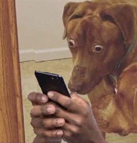 dog looking at phone with human hands shocked look | Reaction Images | Know Your Meme