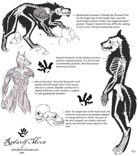 Lycan Anatomy01 by RedWolfmoon on DeviantArt | Werewolf, Werewolf art ...