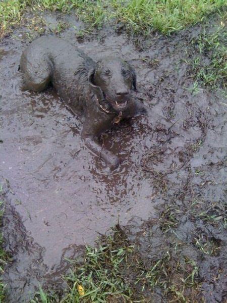 a muddy dog laying in the mud with caption that reads, i love the mud mommy