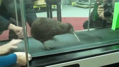 Treadmill Kiwi GIF - Find & Share on GIPHY