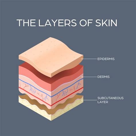 Premium Vector | Cross-section of human skin layers structure skincare medical concept flat ...