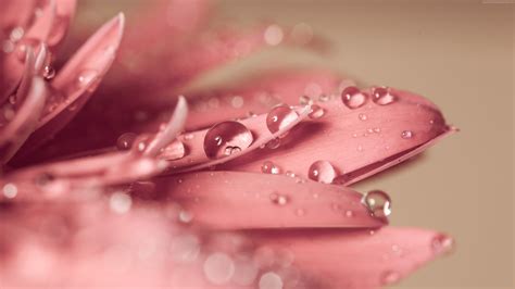 🔥 Download Pink Gerbera Daisy Water Droplets UHD 4k Wallpaper by ...