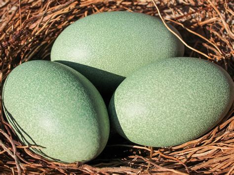 What Bird Lays The Largest Egg? (9 Biggest Bird Eggs in… | Birdfact