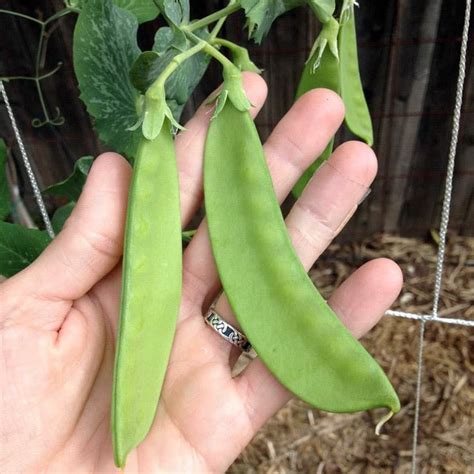 Snow peas are easy to grow and fun to eat. Here’s everything you need to know about planting and ...