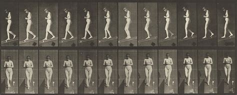 Animal Locomotion Photograph by Eadweard J Muybridge - Fine Art America