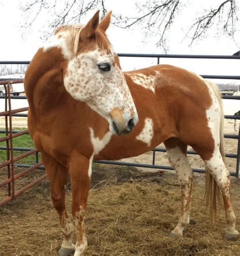 CHESTNUT WITH BELTON MARKS Trying to find out who he is | Unusual horse ...