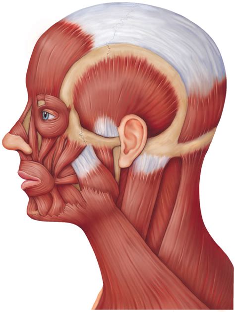 Muscles of the scalp, face, and neck, lateral view Diagram | Quizlet