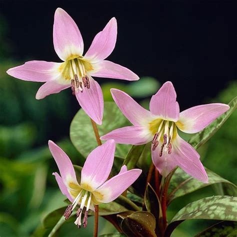 Erythronium Dens Canis - Pheasant Acre Plants