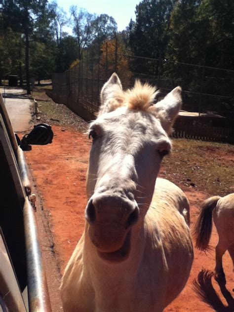 It's a zony a zebra pony | Animals, Cow