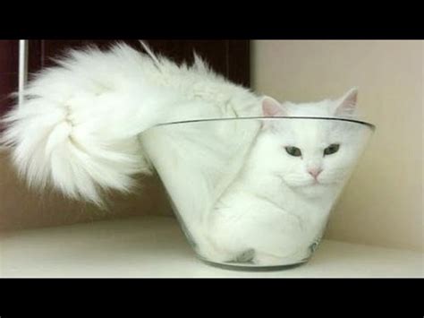 Cats are super funny creatures that make us laugh – Funny cat & kitten compilation | World Cat ...