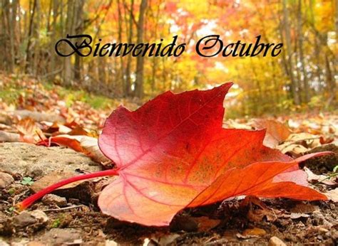 Imágenes de ¡Bienvenido Octubre! con frases y pensamientos positivos para compartir | Mejores ...