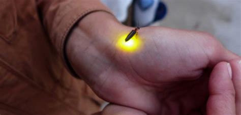 Fireflies’ Glow Could Soon Be Extinguished by Human Actions