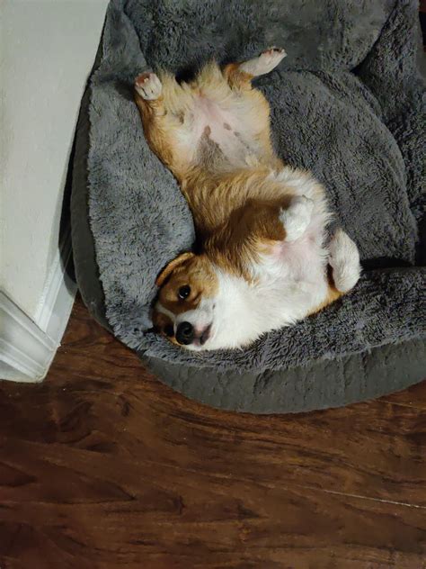 Normal Corgi Sleeping Position : r/corgi