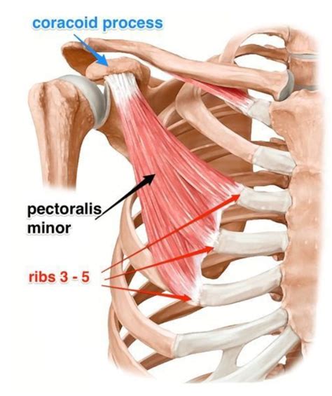 Pec Minor: The Hidden Culprit of Rotator Cuff Injuries | Synergy Healthcare