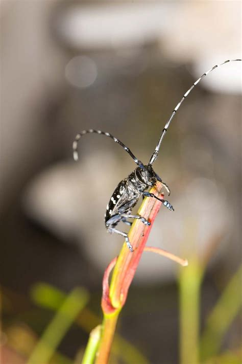 Asian longhorned beetle | Description, Impacts, & Control | Britannica