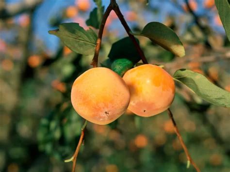 USDA Zones | Fruit Alpha
