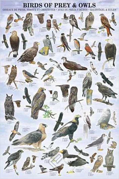 Birds of Prey and Owls - Athena Posters