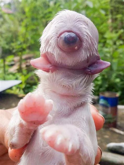 One-eyed 'Cyclops' puppy with two tongues and no nose born in Philippines