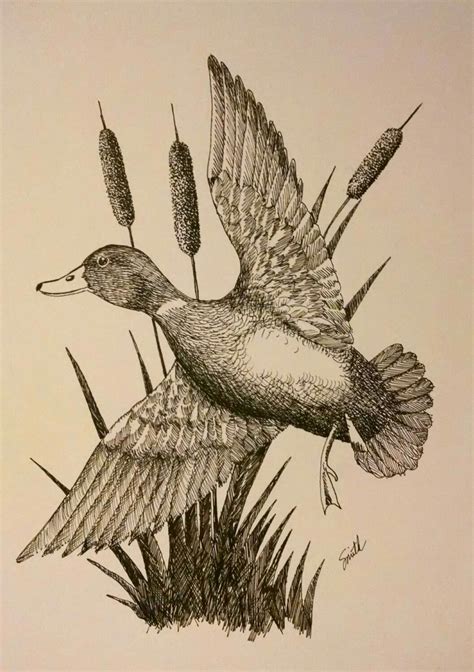 Drake Mallard Duck illustration in pen & ink. Hunting Drawings, Bird Drawings, Ink Pen Drawings ...