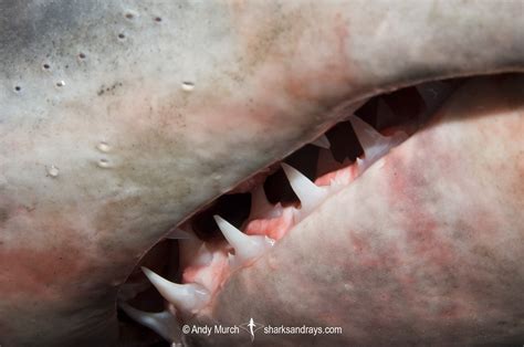 Porbeagle Shark Teeth 001 | Sharks and Rays